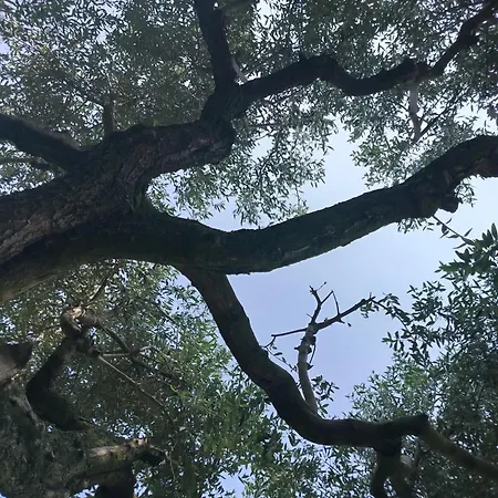 Apartamento Podere Nonno Franco