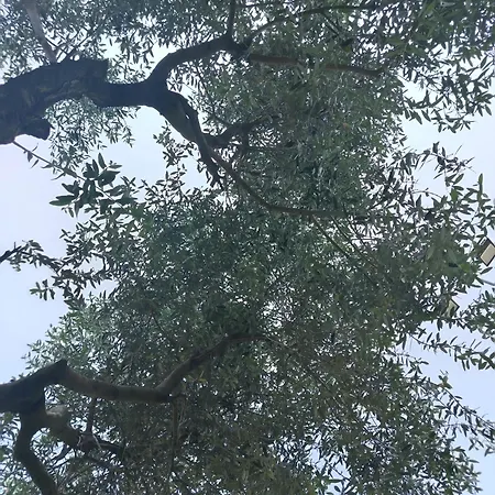 Podere Nonno Franco *