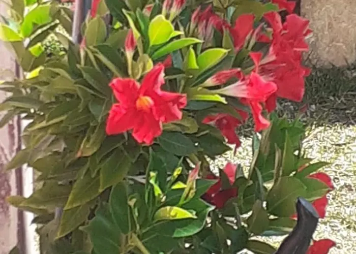 Daire Podere Nonno Franco *